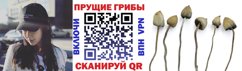 Купить где  Кирсанов  Псилоцибиновые грибы прущие грибы 